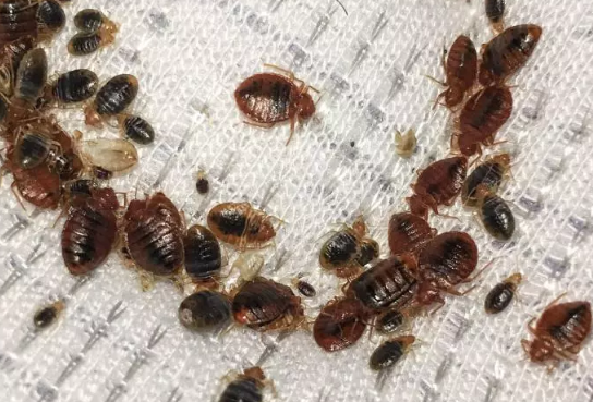 A severe bed bug infestation showing numerous reddish-brown adult bed bugs and smaller nymphs clustered on a white textured fabric surface.RetryClaude can make mistakes. Please double-check responses.