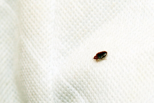 A small, dark reddish-brown bed bug sits on a textured white fabric surface.RetryClaude can make mistakes. Please double-check responses.
