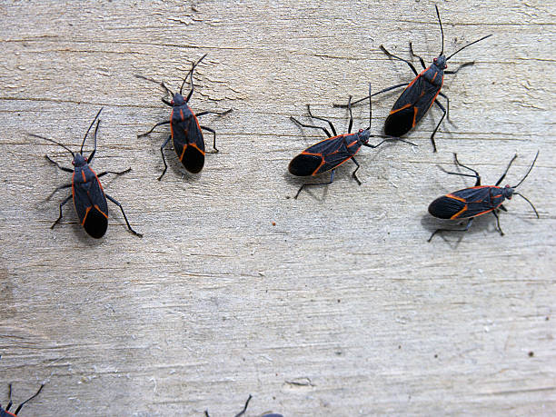 The image shows five boxelder bugs with black bodies and distinctive orange-red markings crawling on a light wooden surface.RetryClaude can make mistakes. Please double-check responses.
