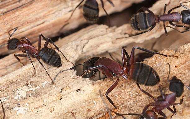 Several large reddish-brown carpenter ants with segmented bodies are crawling on pieces of weathered wood.
